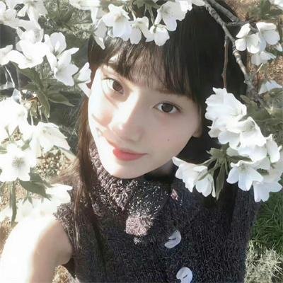 百日蔷薇